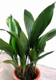 <p>Cast Iron Plant (Liliaceae)</p>