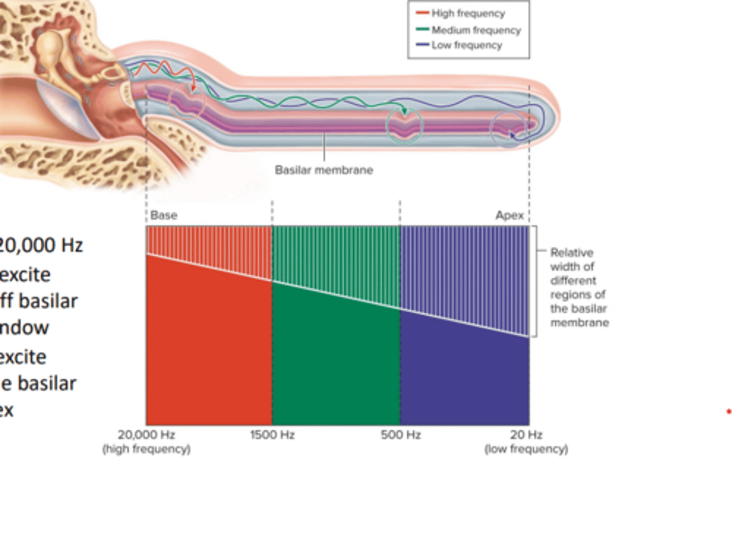 <p>depends on the frequency (meausred in Hertz) of the vibrating object</p><p>- humans can hear 20-20,000 Hz</p><p>- high frequency sounds excite cells in narrower, stiff basilar membrane near oval window</p><p>- low frequency sounds excited cells in the wider, flexible basilar membrane near the apex</p>
