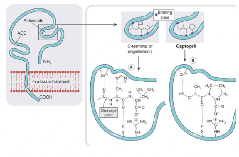 <p><strong>Dynamik</strong>: Binder kompetitivt till ACE och blockerar bindingsäte för Ang-1 och hämmar därmed omvandlingen. </p><p><strong>Kinetik</strong>: En pro-drog som blir en aktiv metabolit efter administrering. </p><p><strong>Användning</strong>: Hypertoni och hjärtsvikt. </p>