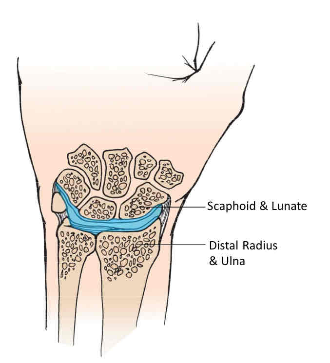 <p>Radiocarpal Joint</p>