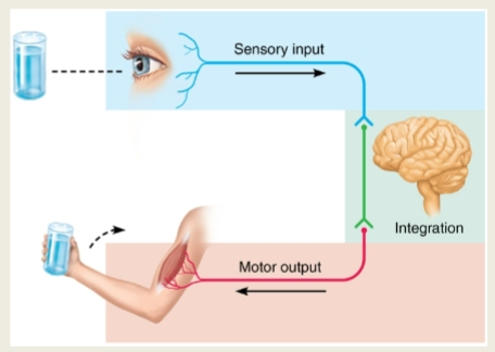 <p>Sensory: Detect internal and external stimuli with receptors and send to the CNS</p><p>Integrative: Interpretation of sensory input/dictating appropriate response(s)</p><p>Motor: Respond to the stimuli by activating muscles and glands (effectors)</p>