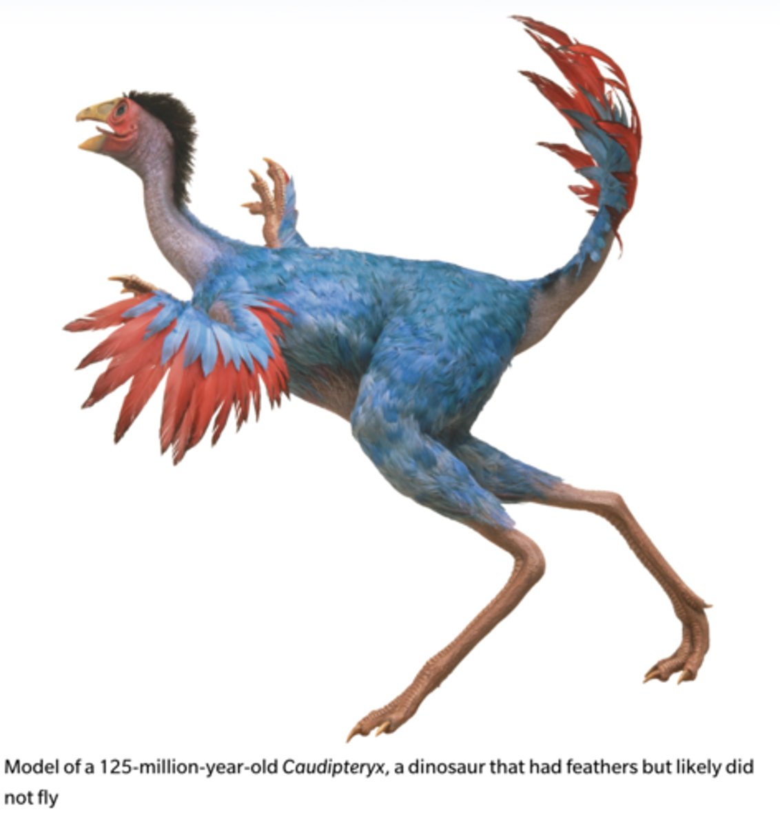 <p>-In response to natural selection, species may develop new features or functions that improve their survivability.</p><p>+Novel features may spur large-scale evolution.</p><p>=Throughout the history of life on Earth, novel features have evolved.</p><p>-EX) The evolution of feathers and flight in birds is an example of how structures that serve one role can gradually change to serve another.</p><p>+Feathers: sensory, insulation, communication, flight.</p>