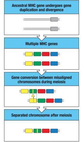 <p>contributes to create new alleles by copying sequences from one MHC gene to another</p>