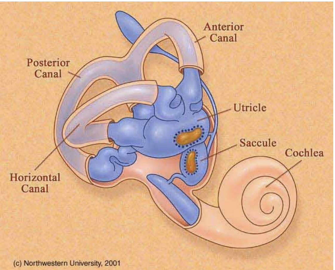 <p>Made up of 5 organs: 3 semicircular canals and 2 otolith organs</p>