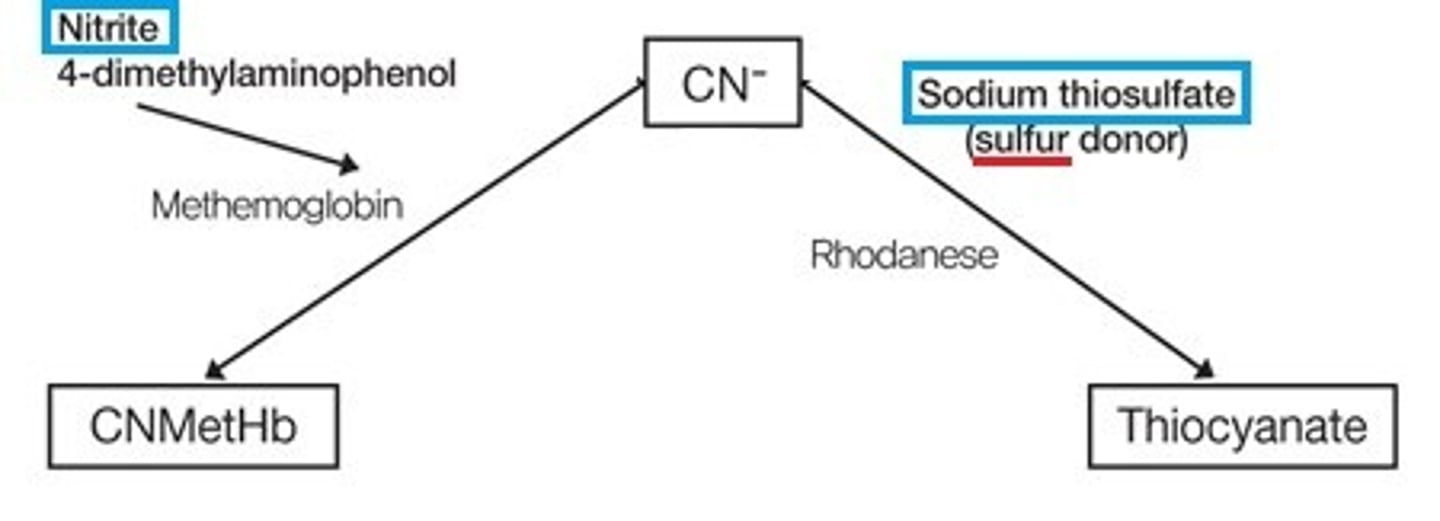 <p>-hydroxycobalamin (preferred) or</p><p>-sodium thiosulfate</p><p>-alternatively nitrites may be used to induce methemoglobinemia</p>