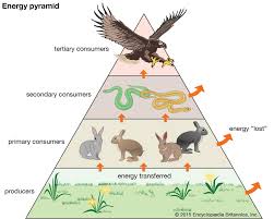 <p>Energy Pyramid</p>