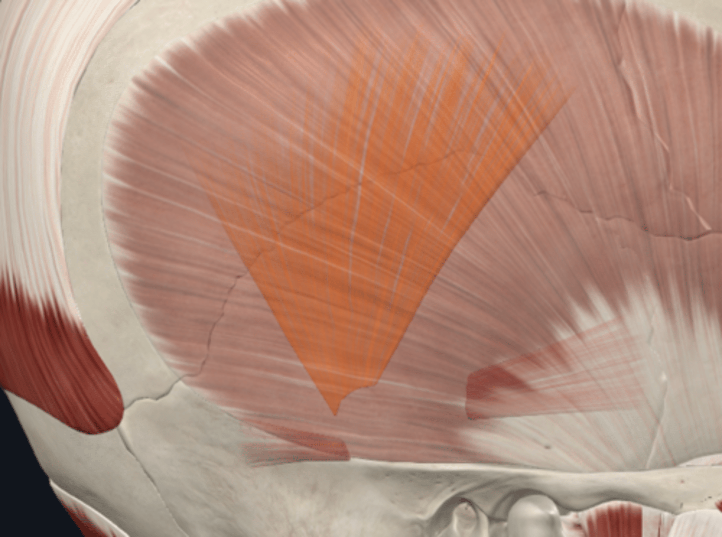 <p>Where is the attachment of the Auricularis (Anterior, Posterior, Superioer) Muscles? (E,E,N)</p>
