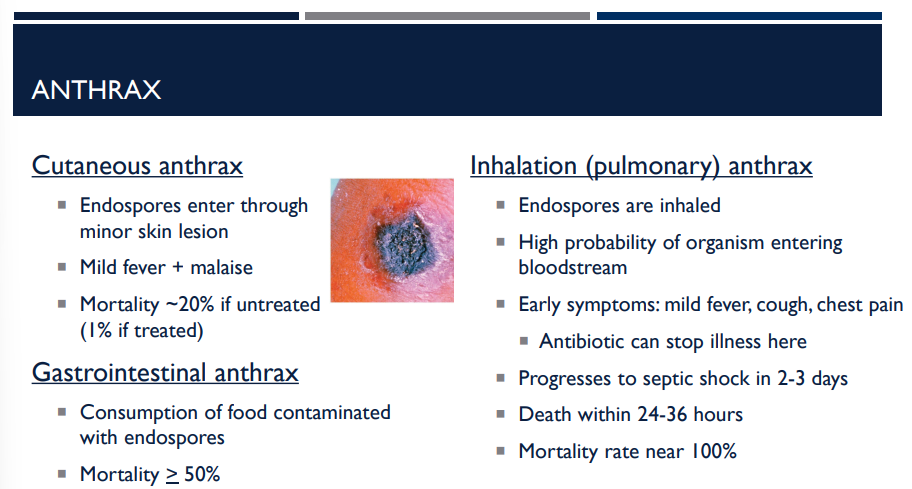 <p>There are many different types of anthrax, including cutaneous anthrax, gastrointestinal anthrax, and inhalation (pulmonary) anthrax. Describe inhalation (pulmonary) anthrax. </p>