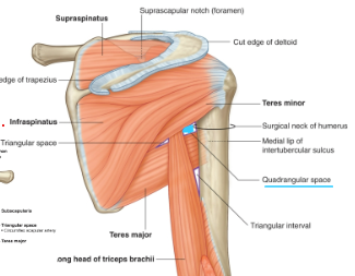 <p>Boundaries</p><ul><li><p>Inferior margin of teres minor</p></li><li><p>Surgical neck of humerus</p></li><li><p>Superior margin of teres major</p></li><li><p>Lateral margin of long head of triceps brachii</p></li></ul><p></p><p>Vessels passing through:</p><ul><li><p>Axillary nerve</p></li><li><p>Posterior circumflex humeral artery and vein</p></li></ul><p></p>