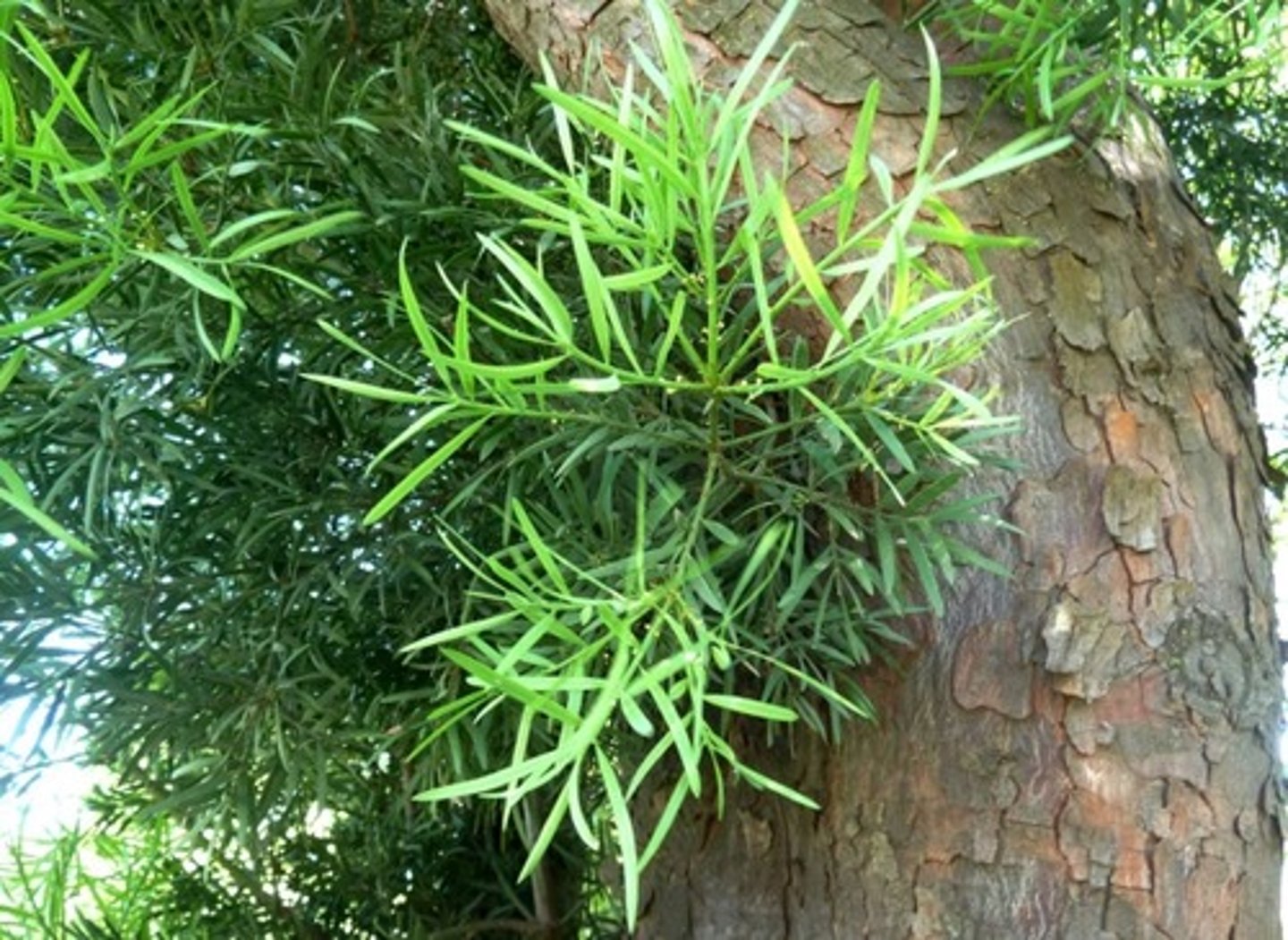 <p>Fern Pine</p>