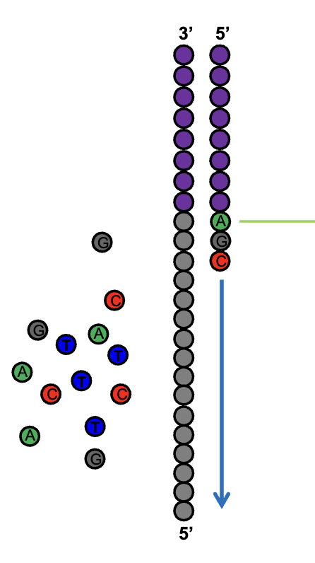 <ul><li><p>enzymatic extension w/ fluorescently tagged nucleotides</p></li><li><p>the sequence of each DNA fragment (each amplified into a cluster of identical fragments) is recorded simultaneously; the newly added base for each cluster is read w/ each cycle</p></li></ul><p><u>Cycle 1</u>: add sequencing reagents → first base incorporated → remove unincorporated bases → detect signal → cleave block and fluorescent groups</p><p><u>Cycle 2-n</u>: add sequencing reagents and repeat</p>