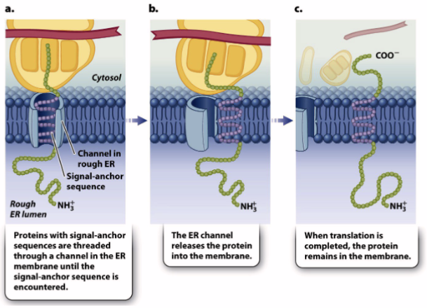 <p><strong>type 1 single-pass transmembrane proteins</strong></p>