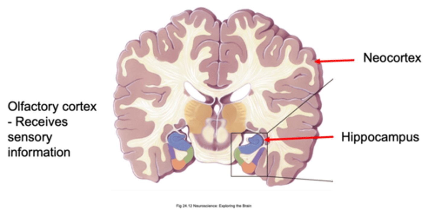 <p>What is the youngest part of the cerebral cortex?</p>