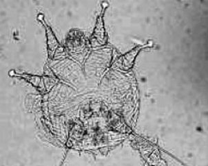 <p>what kind of mite</p>