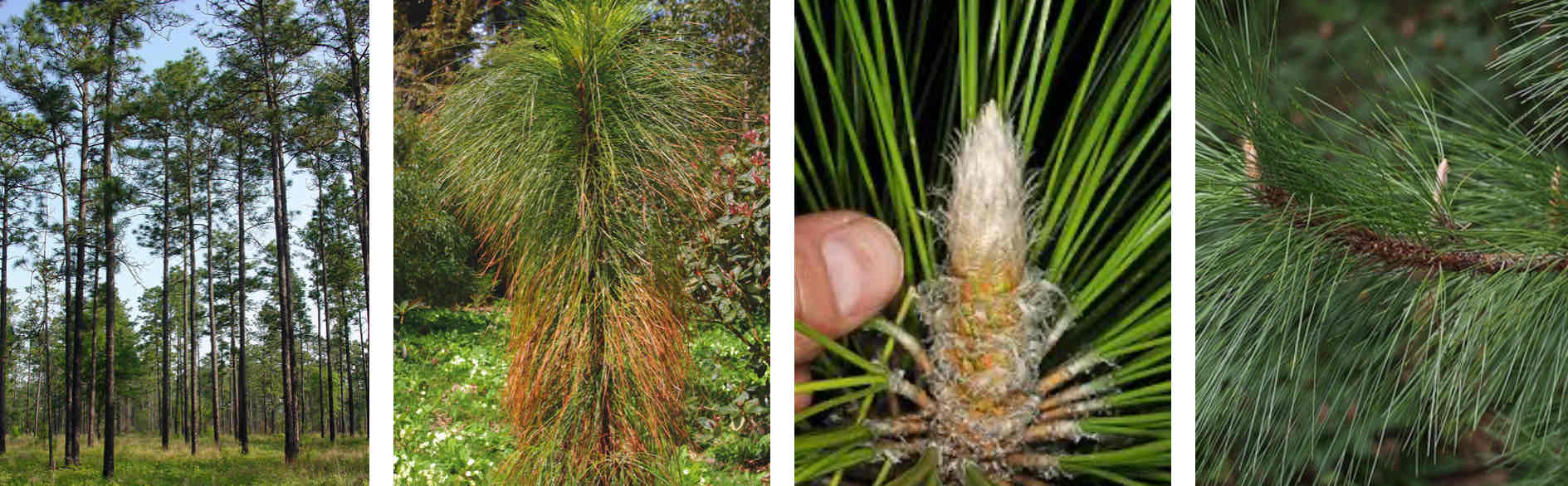 <p>3 long needles per bundle</p><p>Light colored meristem or branch tips</p><p>Fire adaptations : few to no low lying branches, distinct, juvenile stage (grass and bottlebrush stage), burn scars</p><p></p>