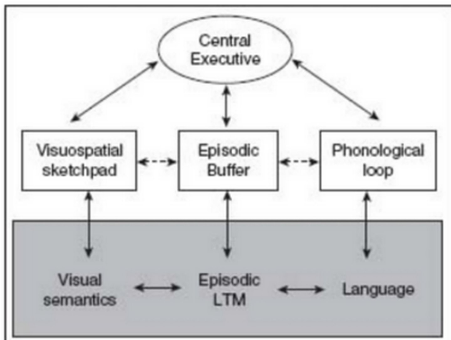 <p>It views the STM as separate stores for different types of information.<br>Made up of <br>- Visuo-spatial Sketchpad <br>- Phonological Loop<br>- Episodic buffer <br><br>- Central Executive <br>- LTM storage</p>