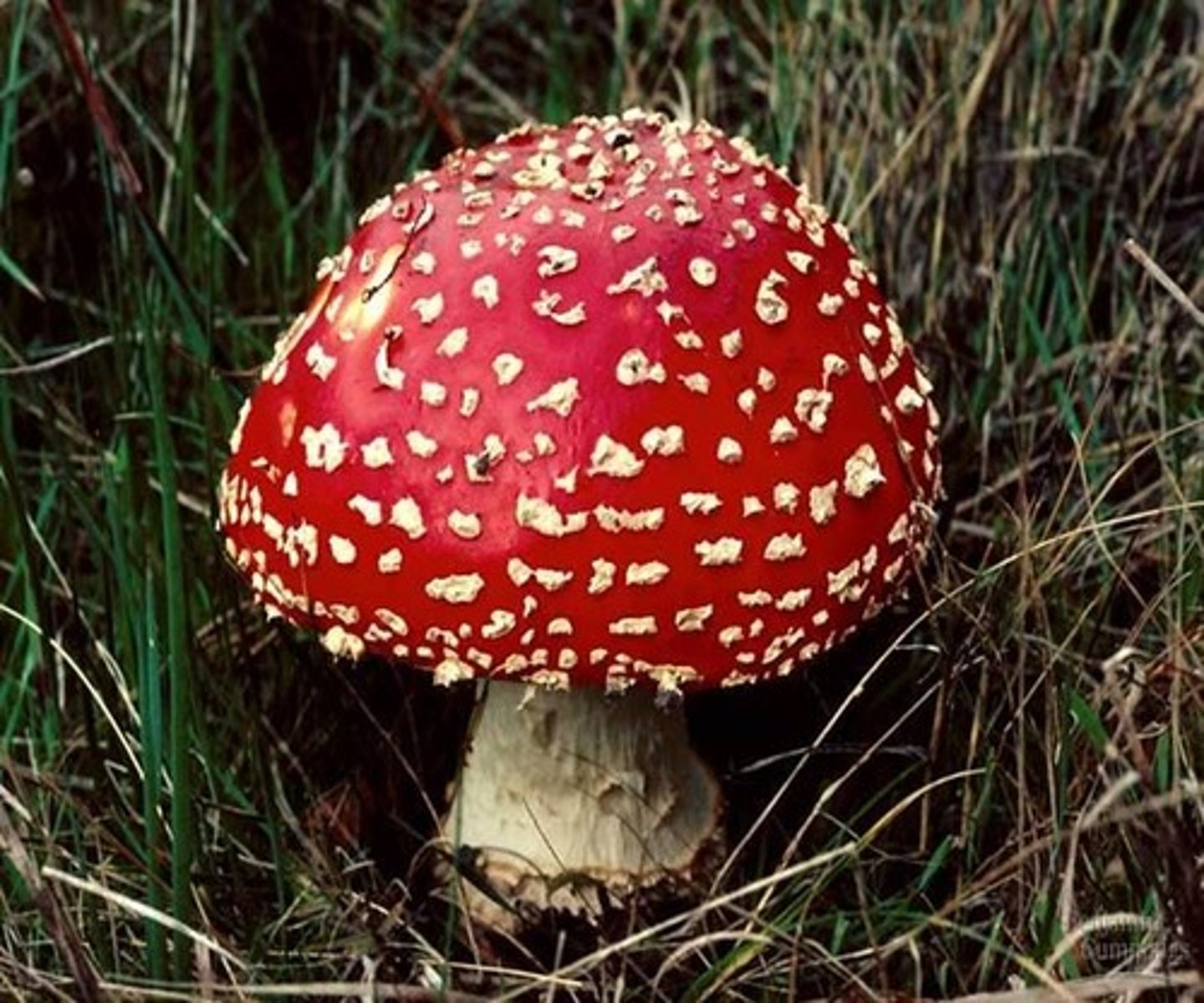 <p>which mushroom species? which toxin?</p>