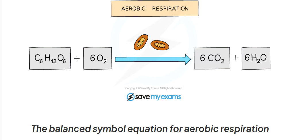 <p>glucose + oxygen → carbon dioxide + water </p>