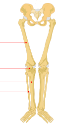 <p>Patella</p>