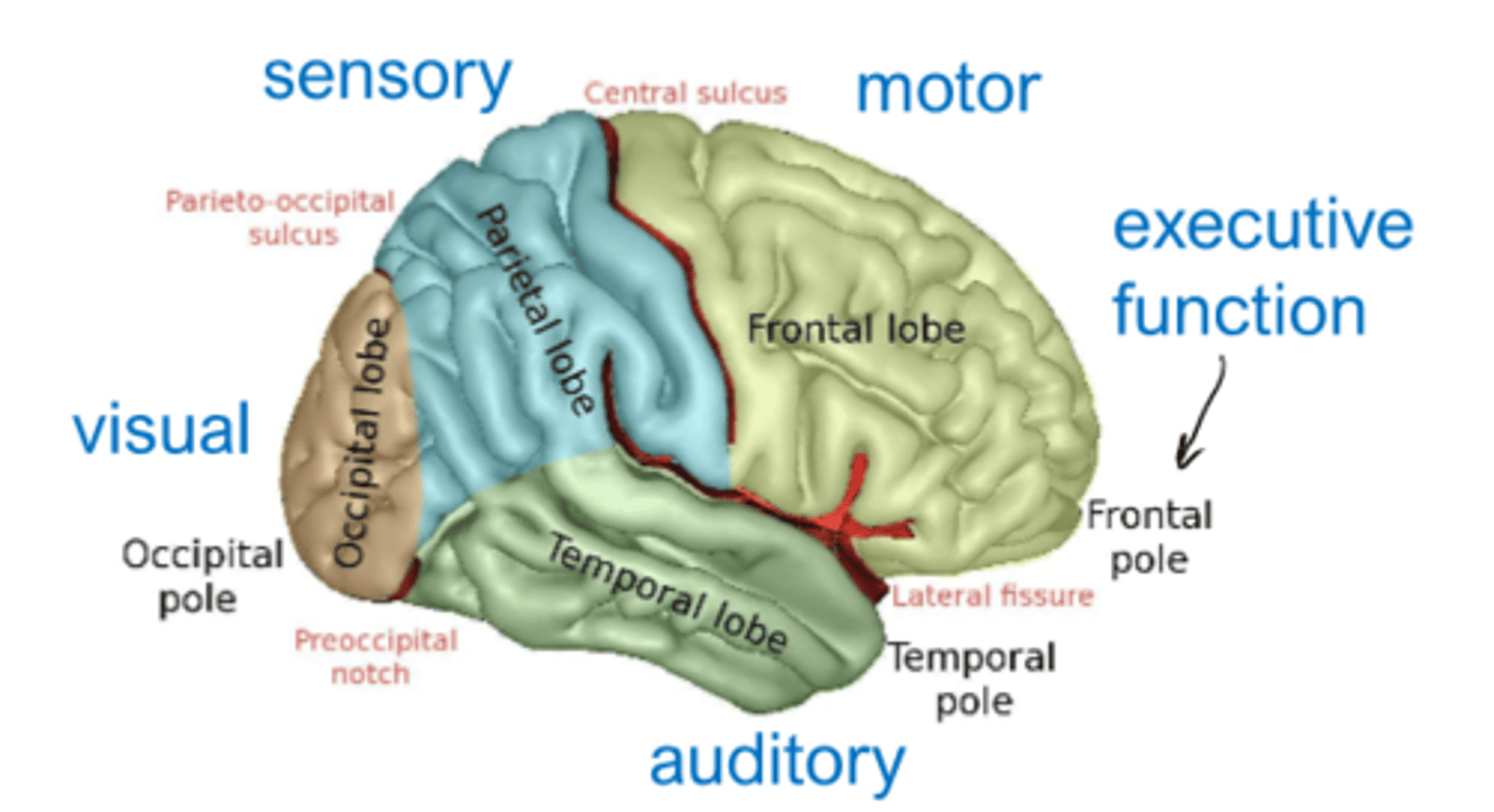 <p>parietal lobe</p>