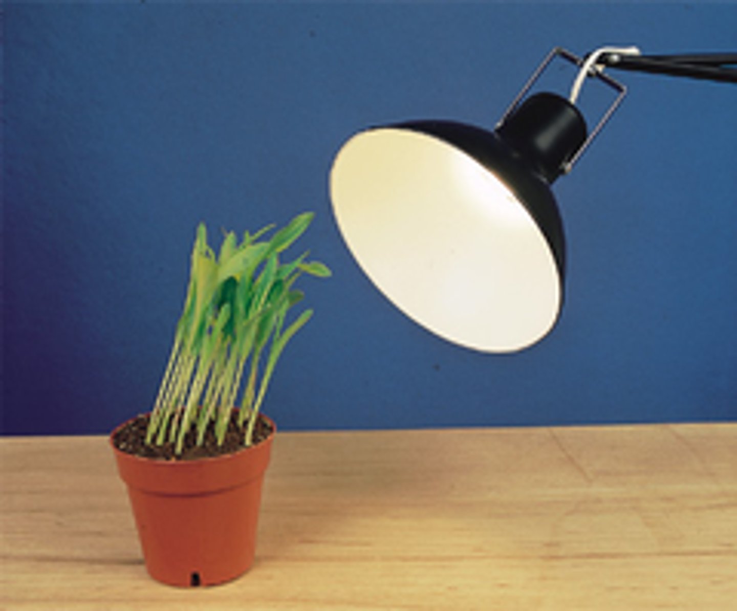 <p>A plant's growth response to light</p>