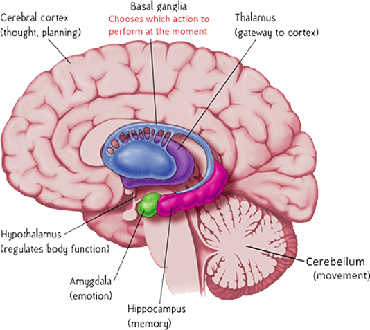 <p>Functies van de basale ganglia?</p>