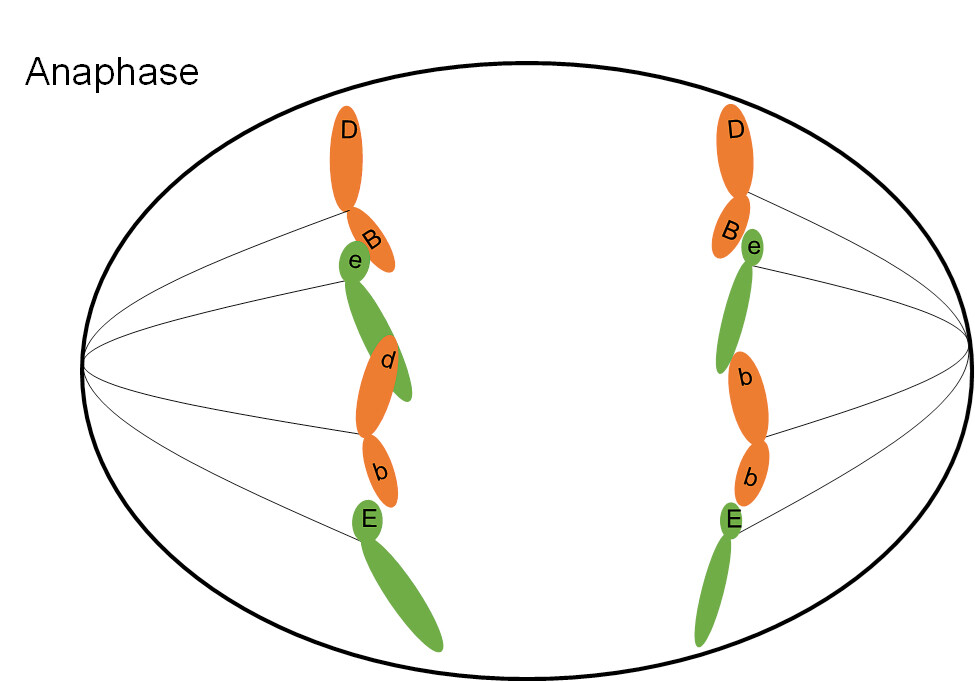 <p>third stage…chromatids are pulled apart </p>