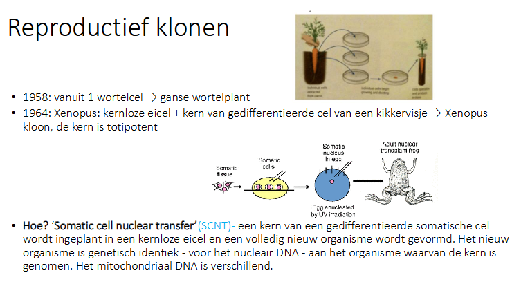 <p>somatic cell nuclear transfer: een kern van een gedifferentieerde somatische cel wordt ingeplant in een kernloze eicel en een volledig nieuw organisme wordt gevormd.</p><p>Het nieuw organisme is genetische identiek -voor het nucleaire DNA - aan het organisme waarvan de kern is genomen.</p><p>Het mitochondriaal DNA is verschillend.</p>