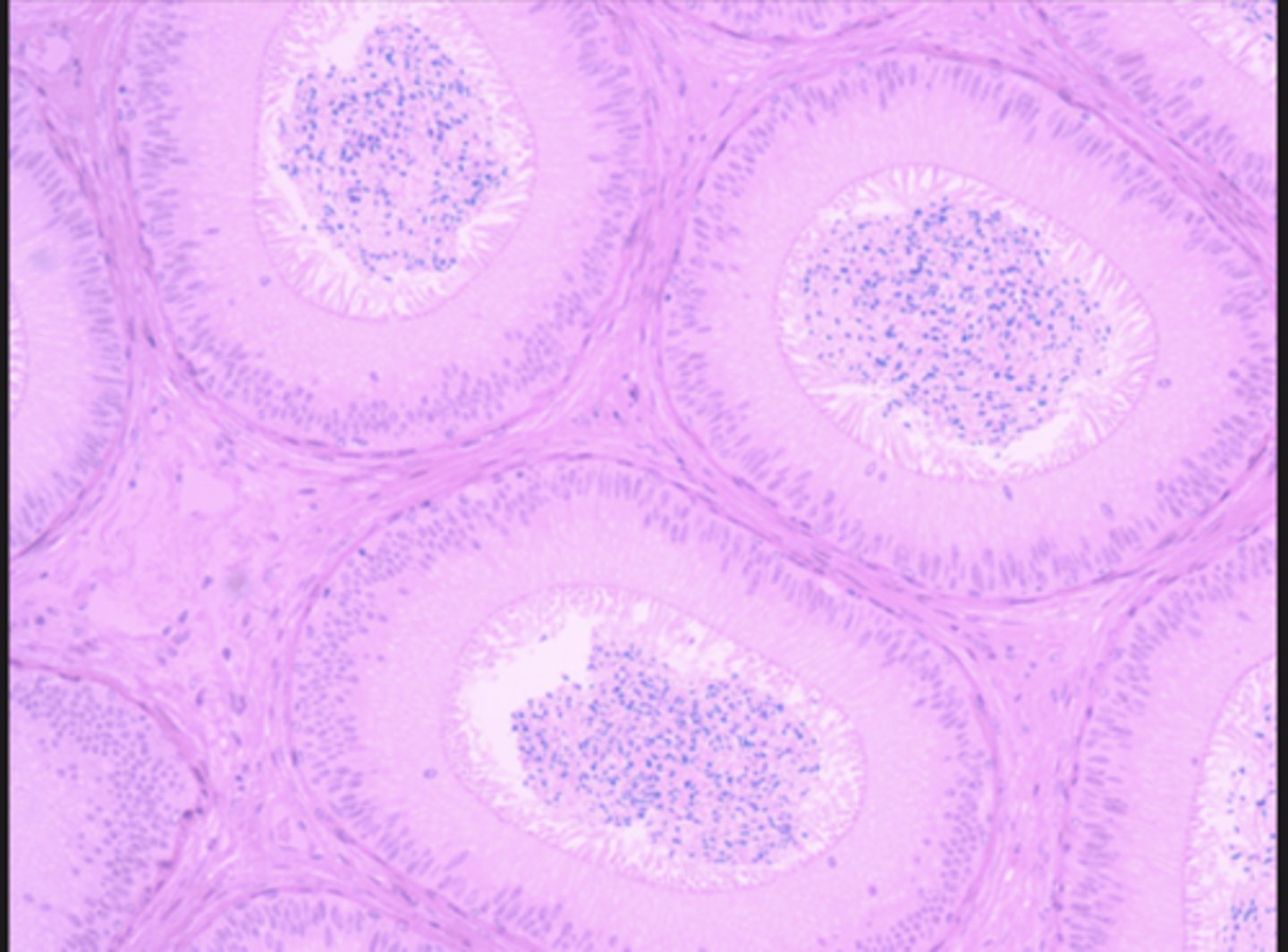 <p>Identify the organ</p>