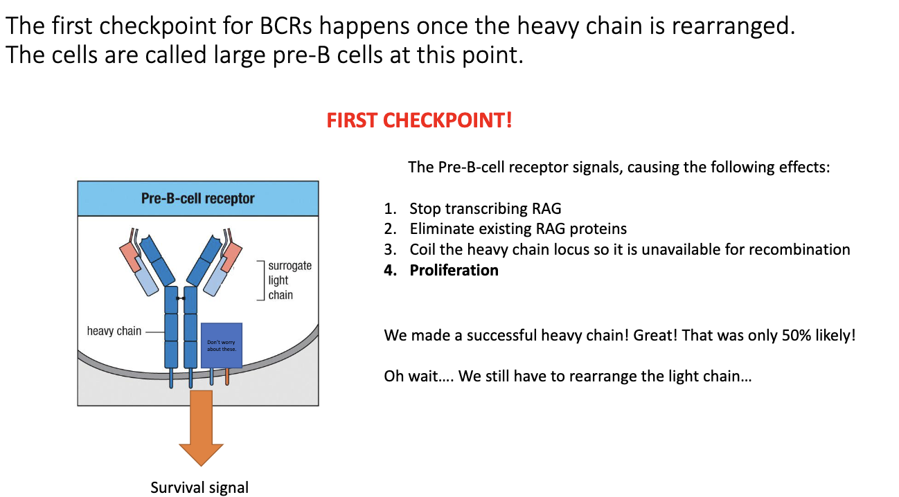 <ul><li><p>The cell undergoes <strong>proliferation</strong>, similar to T cells.</p></li><li><p>Purpose: expand the small number of cells that successfully made a <strong>functional heavy chain</strong>.</p></li><li><p>Produces many daughter cells that will then attempt <strong>light-chain rearrangement</strong>.</p></li></ul><p></p>