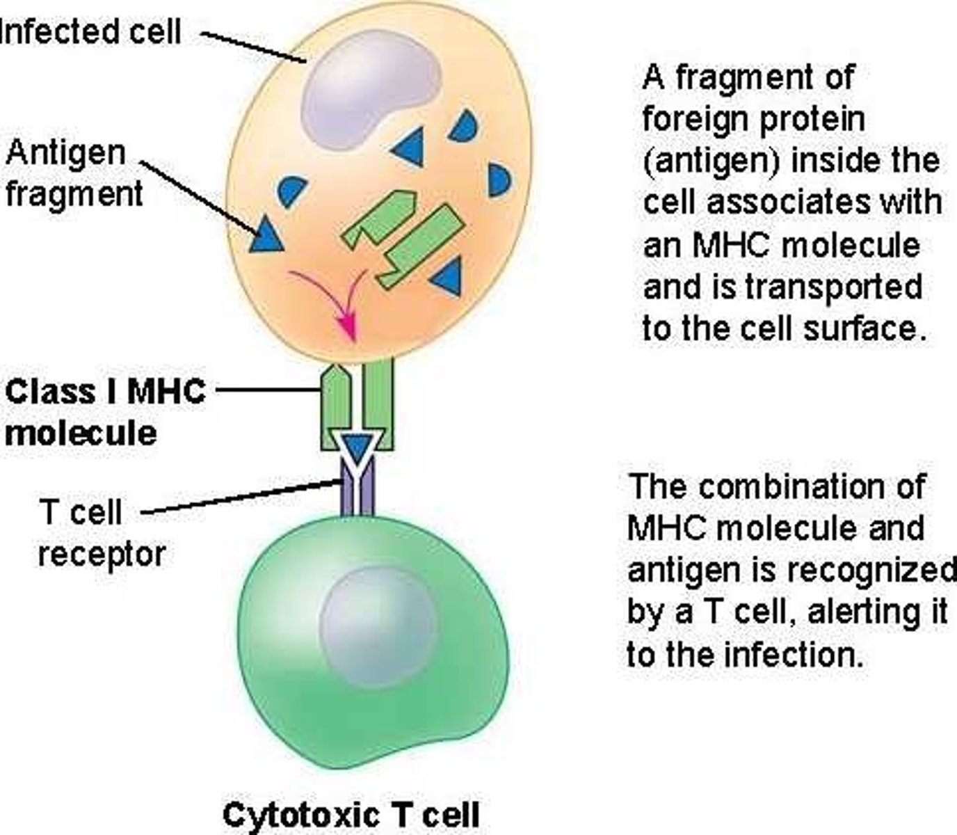<p>molecules found on every body cell that presents antigens from endogenic pathogens to CD8+ T cells. Healthy cells bind this to NK cells to signal they are not cancerous</p>