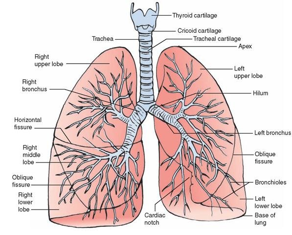 <p>They pull in air from the upper respiratory system, absorb the oxygen and release carbon dioxide in gas exchange.</p><p>How air travel:</p><ol start="7"><li><p>Right and left bronchus</p></li><li><p>Bronchi</p></li><li><p>Bronchioles</p></li><li><p>Alveoli</p></li></ol>