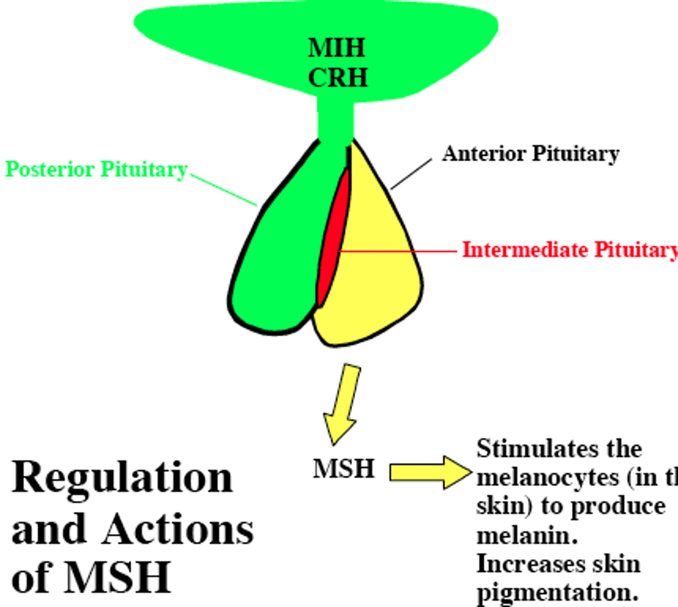 <p>Melanocyte-stimulating hormone (MSH)</p>