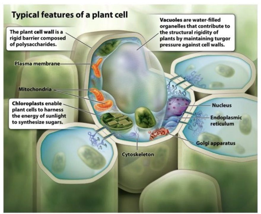 <p>Cell Structures in Plant Cells (3)</p>