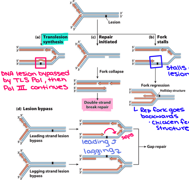 <ul><li><p>TLS synthesizes DNA across the legion</p></li><li><p>Fork stalls when DNA pol III reaches lesion, but sugar phosphate backbone is intact. Fork is moved backwards past the lesion whereby leading and lagging strands are unwound from template and rewound to form a duplex (also known as the chicken foot intermediate)</p></li><li><p>Fork encounters nick in template → fork collapses → DSB</p></li><li><p>Replisome blocked by lesion but then proceeds to restart replication downstream from lesion leaving a gap in daughter strand (more common in lagging)</p></li><li><p>2-4 can be fixed by recombinational DNA repair</p></li></ul><p></p>