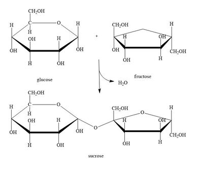 <ul><li><p>A glycosidic bond is formed between two molecules (monosaccharides) by removing a water molecule</p></li></ul><p></p>