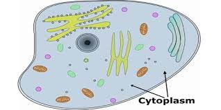 Site of chemical reactions in cells
