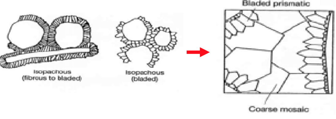 <ul><li><p>first-generation cement </p></li><li><p>may form isopachous fringes around grains or cavity walls</p></li><li><p>fibrous </p></li><li><p>non-ferroan and non-luminescent </p></li><li><p>succeeded by clear calcite spar </p></li></ul><p></p>