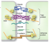 <ul><li><p><strong>De cellules endothéliales</strong> qui :</p><ul><li><p>Sont <strong>pavimenteuses</strong>.</p></li><li><p>Sont <strong>unies entre elles par des jonctions serrées</strong> (tight junctions).</p></li><li><p>Composées de protéines d’adhésion comme : <strong>cadhérines</strong>, <strong>occludines</strong>, <strong>claudines</strong>.</p></li></ul></li><li><p>Elle <strong>n’est composée que</strong> des cellules endothéliales unies par ces jonctions.</p></li></ul><p></p>
