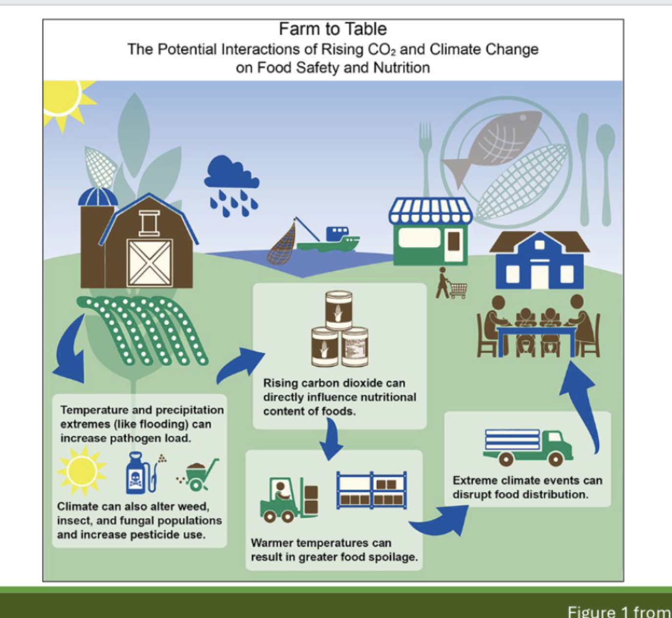 <ul><li><p>Health effects of climate change:</p><ul><li><p>heat: heat waves are the deadliest extreme weather event//wildfires emit huge amounts of PM2.5, VOCs, and NOx</p></li><li><p> air quality: inversion layers: when colder air is wedged under warmer air and traps air pollutants closer to the ground</p></li><li><p> water quality: Combined Sewer Overflow (CSO) from heavy rain or snowmelt event </p></li><li><p>flooding: climate change increases likelihood of flooding due to precipitation, snowmelt, sea-level rise, and hurricanes </p></li><li><p> vectors: Lyme disease(ticks) because warmer temps → increase range of mosquito/tick habitats→ more rainfall→more breeding grounds→more outdoor activities→greater human exposure </p></li><li><p> mental health: loss of livelihood and/or job causes stress, anxiety, depression, grief, strains on social relationships, and PTSD</p></li><li><p>food security: disrupts food distribution, increase pathogen load, increase pesticide use by altering weed/insect/ and fungal populations </p></li></ul></li></ul><p></p>
