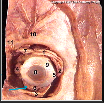 <p>what muscle?(#6)</p>