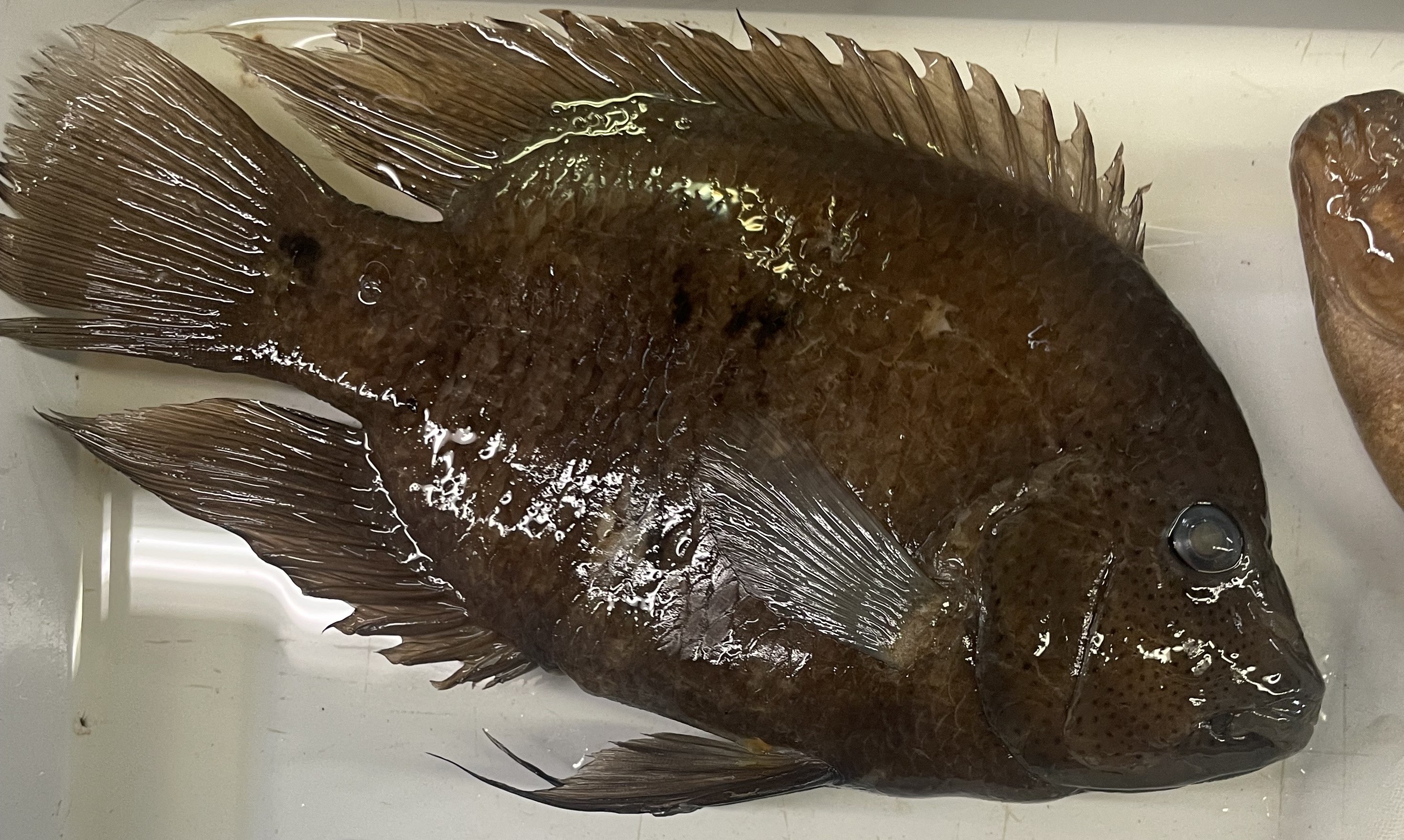 <p>Texas Cichlid</p>