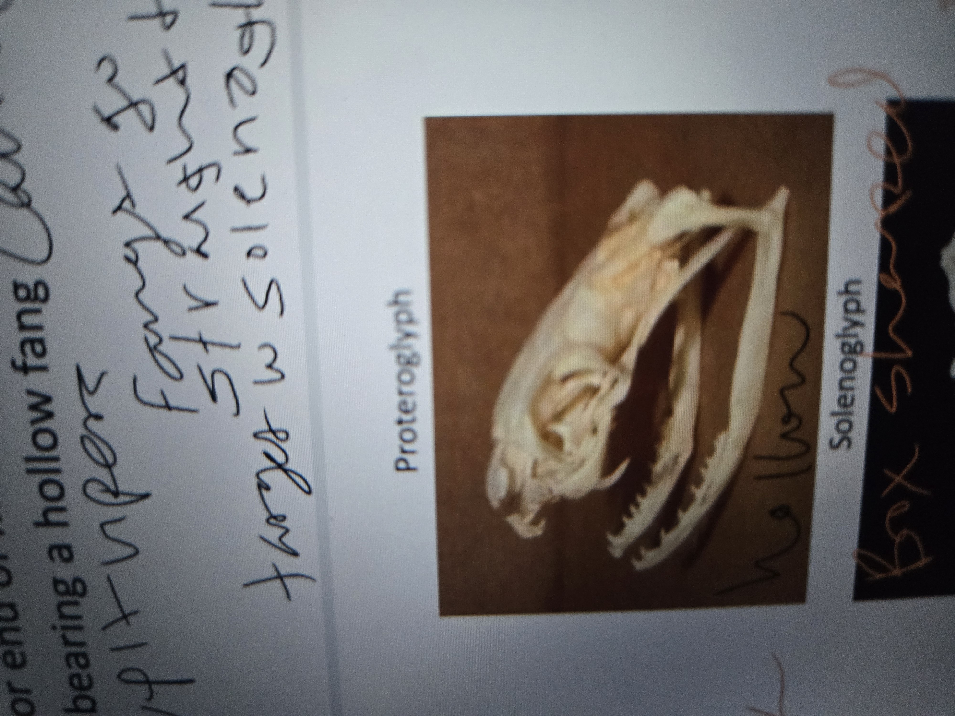 <p>Hollow fangs on anterior end of maxillary</p>