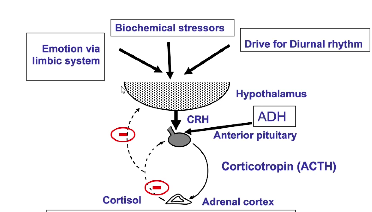 <ol><li><p>inputs into hypothalamus (stressors, diurnal rhythms, emotions)</p></li><li><p>cells in hypothalamus produce ADH that acts on the ANTERIOR pituitary</p></li><li><p>Production of CRH by the hypothalamus</p></li><li><p>CRH binds to corticotrophs on anterior pituitary</p></li><li><p>anterior pituitary releases ACTH</p></li><li><p>Binding to ACTH receptors on adrenal cortex, enhances cortisol production</p></li><li><p>cortisol feedbacks to hypothalamus and anterior pituitary to stop producing cortisol (-ve)</p></li></ol><p></p>