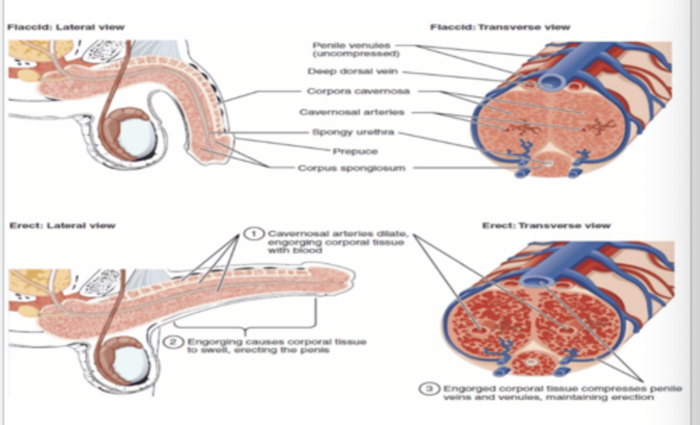 <p>PNS stimulation of vessels --&gt; corpora cavernosa release ACh--&gt; acts via G protein signaling --&gt; increases nitric oxide synthase activity --&gt; NO released &amp; diffuses into vascular smooth muscles --&gt; relaxes smooth muscle --&gt; increases inflow of blood into the corpora--&gt; increase penile size &amp; rigidity</p>