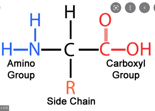<p>-Monomers of Proteins -Has a carboxyl group, amino group, R-group, and hydrogen bonded to a central carbon -20 different amino acids</p>
