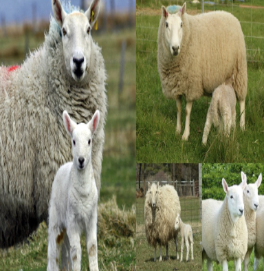 <ul><li><p>modern-day of this sheep is a pure-bred, produced by selection </p></li><li><p>breed category: dual purpose, medium wool </p></li><li><p>distribution: UK </p></li></ul><p></p><p></p>