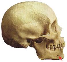 <p>What does this hole in the <strong>mandible</strong> transmit?</p>