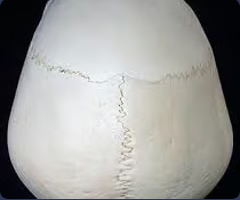 <p>Ectocranial midline point where a line connecting the parietal foramina (when present) intersects the midline</p>