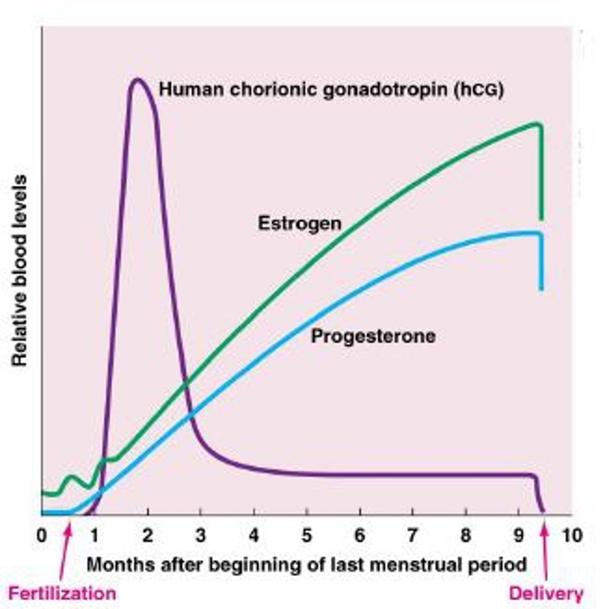 <p>secreted by the embryo. Stimulates the corpus luteum to continue to produce estrogen & progesterone. Used in pregnancy tests.</p>